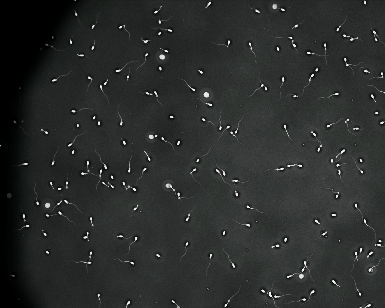 Synthetic sperm image